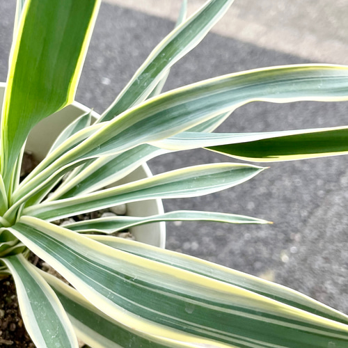 耐寒性・耐暑性あり Yucca gloriosa variegata ユッカ・グロリオサ