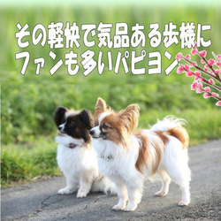 犬の日 2023 世界で一体のパピヨン・天使のようなシルキーコート・ふんわりと広がる立ち耳 3枚目の画像