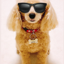 犬‍⭐︎猫‍⭐︎ペット用 ✴︎ボーン型迷子札 9枚目の画像
