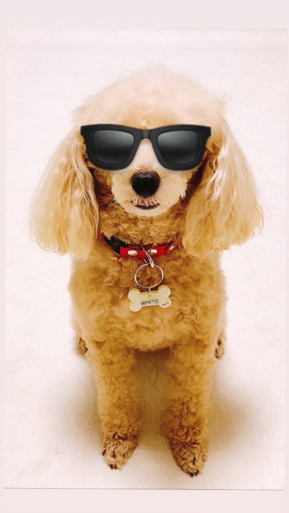 犬‍⭐︎猫‍⭐︎ペット用 ✴︎ボーン型迷子札 9枚目の画像