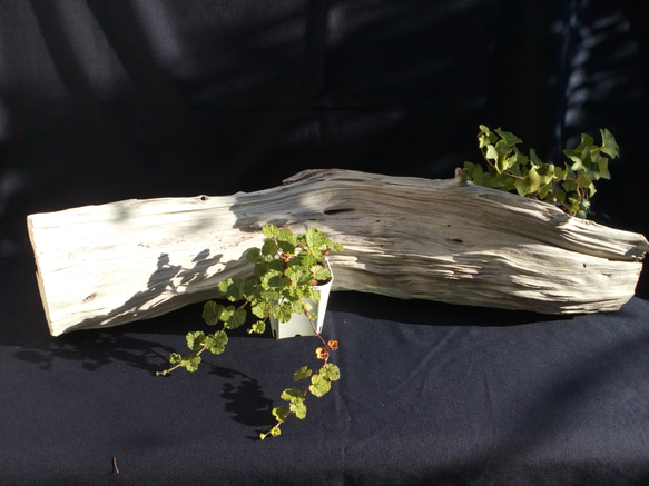 流木 インテリア 花台 枯れ木 天然 自然 オブジェ 置物 送料無料