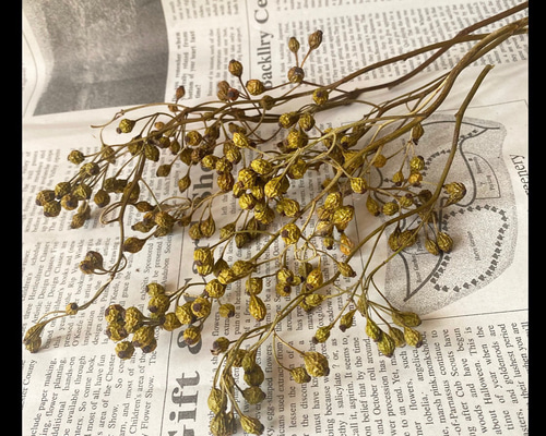 節分お飾り【野バラ】ドライフラワー ドライフラワー］野ばらの実商品ページ - 土と風の植物園