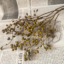 お勧め花材❣️可愛い野バラの実グリーン小分け❣️ハンドメイド花材ドライフラワー 2枚目の画像