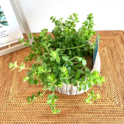 ペペロミア・デピーナ　観葉植物　お洒落なインテリアグリーン 6枚目の画像
