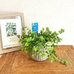 ペペロミア・デピーナ　観葉植物　お洒落なインテリアグリーン 1枚目の画像