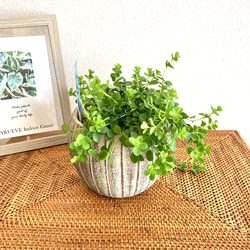 ペペロミア・デピーナ　観葉植物　お洒落なインテリアグリーン 4枚目の画像