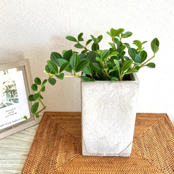 【アウトレット価格】ペペロミア・フォレット　観葉植物　お洒落なインテリアグリーン 1枚目の画像