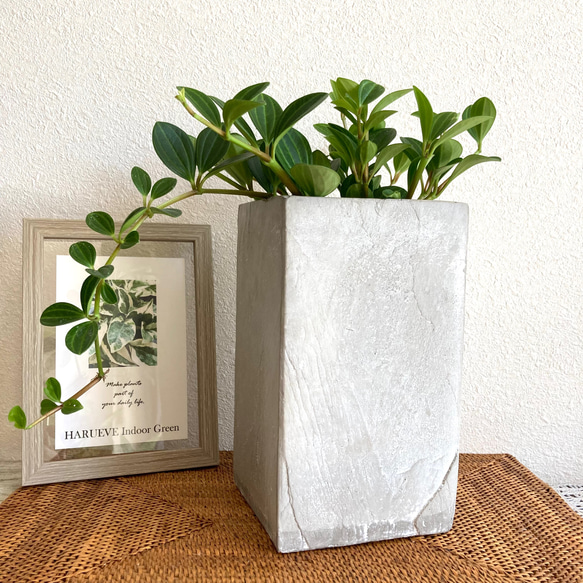 【アウトレット価格】ペペロミア・フォレット　観葉植物　お洒落なインテリアグリーン 7枚目の画像