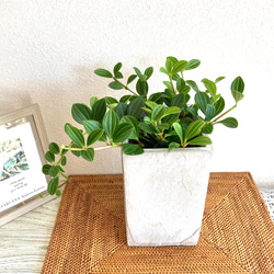【アウトレット価格】ペペロミア・フォレット　観葉植物　お洒落なインテリアグリーン 2枚目の画像