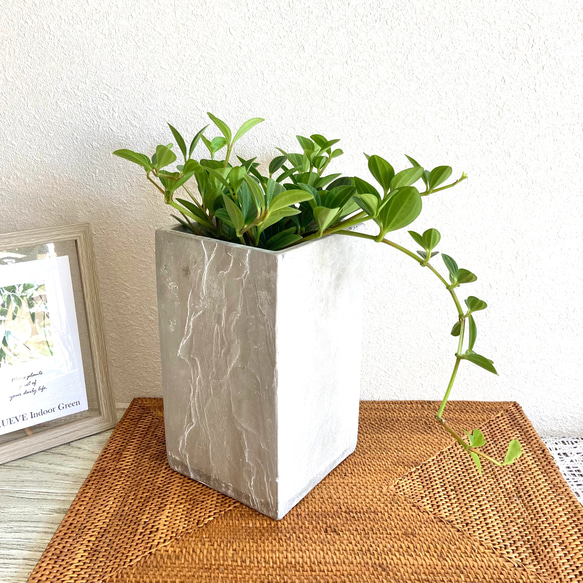 【アウトレット価格】ペペロミア・フォレット　観葉植物　お洒落なインテリアグリーン 3枚目の画像