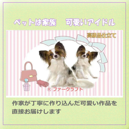 世界で一体のパピヨン・天使のようなシルキーコート・ふんわりと