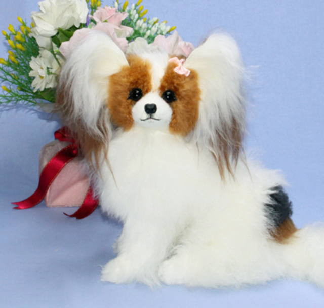 愛犬ギフトに世界で一体のパピヨン・天使のようなシルキーコート