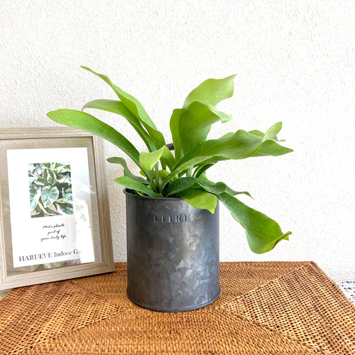 ghost ビカクシダ コウモリラン 観葉植物 ghost ビカクシダ コウモリ