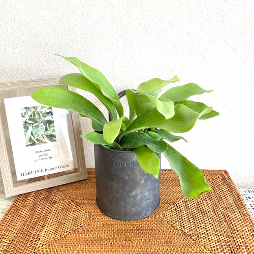 ビカクシダ(コウモリラン) 観葉植物 お洒落なインテリアグリーン