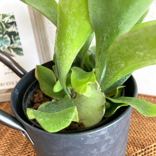 ビカクシダ(コウモリラン) 観葉植物 お洒落なインテリアグリーン