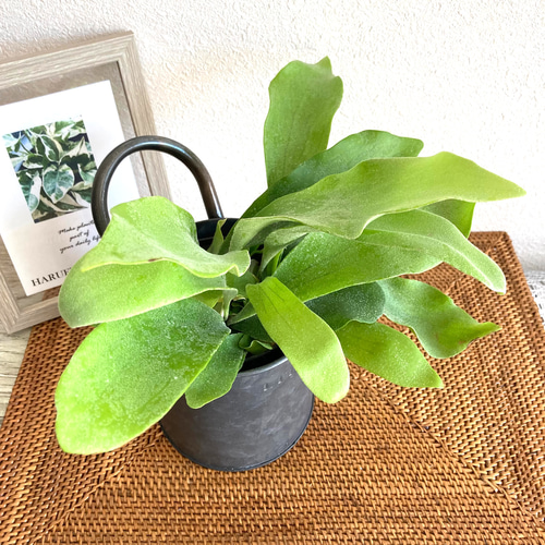 ビカクシダ(コウモリラン) 観葉植物 お洒落なインテリアグリーン