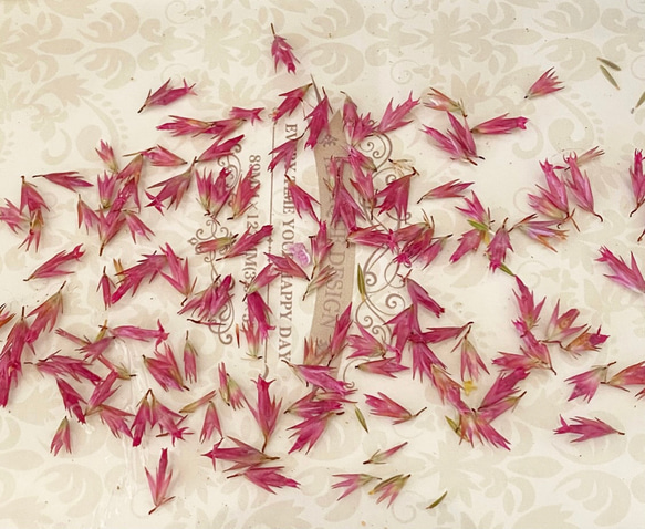 エリカドライフラワーパーツ販売❣️ハンドメイド花材ドライフラワー 2枚目の画像
