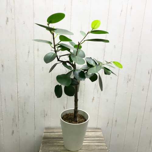 幹しっかり♡ オオバンボダイジュ 5号鉢 その他インテリア雑貨 PLANTS