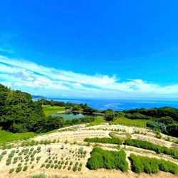 ヤスミティー ブルーブレンド（山口県産ハーブティー） 4枚目の画像