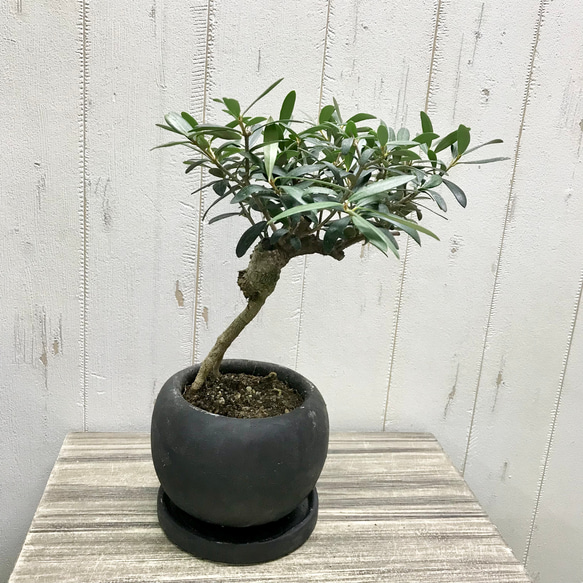 tt-y　根上がりモンステラ　天然苔　盆栽仕立て　陶器鉢　植え込み発送 根上がり モンステラ 天然苔盆栽仕立て 陶器鉢 植え込み発送