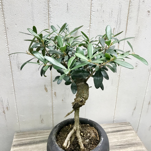 盆栽鉢　♯16 16号鉢(幅48～50cm)の販売｜盆栽鉢の盆栽妙 – 盆栽妙 本店