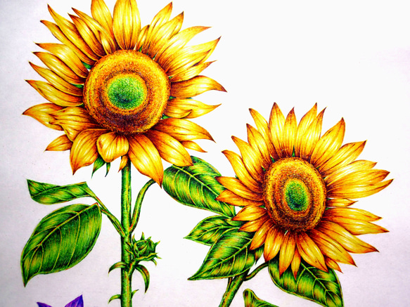 【ボールペン画】枯れない花を描きましょう✍️ 3枚目の画像