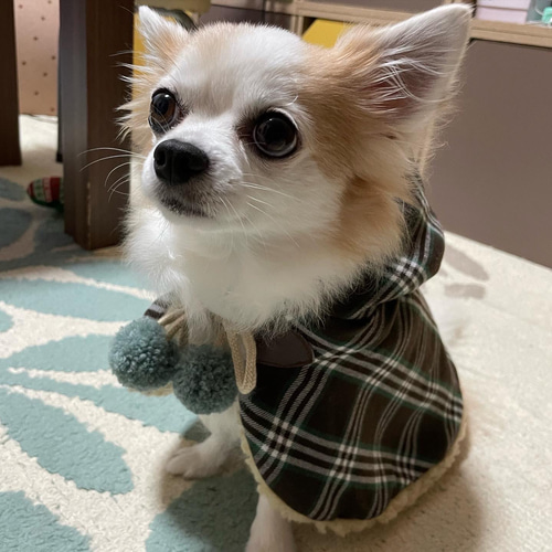 レザー製犬服 Sサイズ チェック柄フード