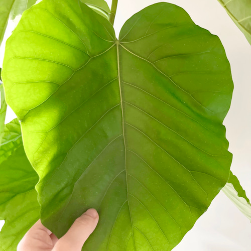 サービス品】ハート型ビッグリーフ ウンベラータ 観葉植物 室内