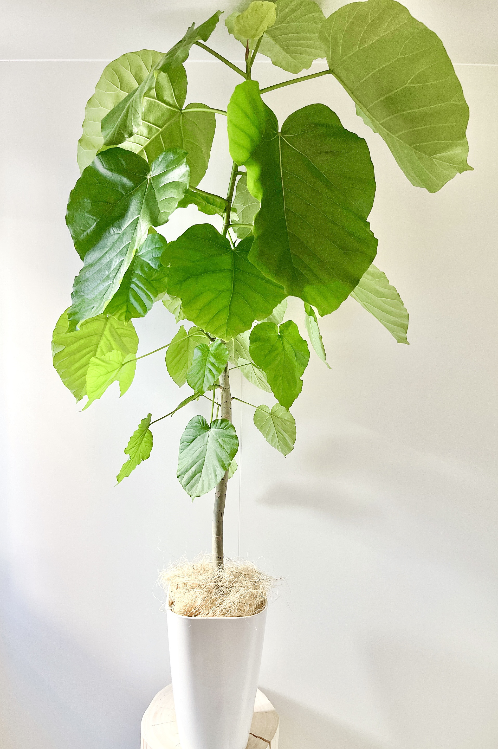 サービス品】ハート型ビッグリーフ ウンベラータ 観葉植物 室内