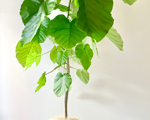 サービス品】ハート型ビッグリーフ ウンベラータ 観葉植物 室内