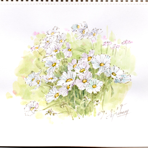白いコスモス-1】額縁付き スケッチ原画 一点物 特典付き 絵画
