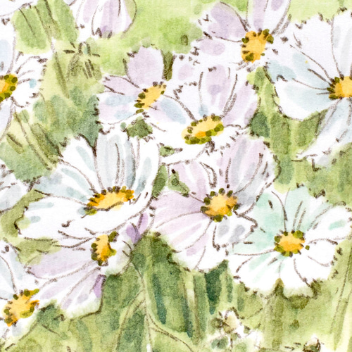 白いコスモス-1】額縁付き スケッチ原画 一点物 特典付き 絵画