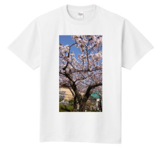 Tシャツ（綿）桜　 1枚目の画像