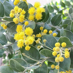 花苗 常緑樹 メラレウカ・ティーツリー トピアリー仕立て 4号ポット