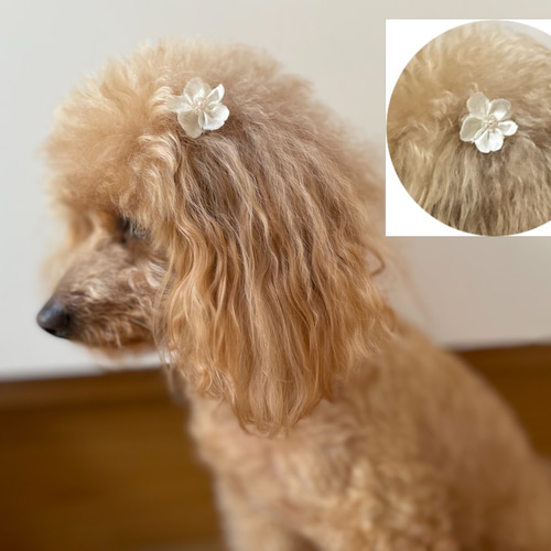 サクラの花犬用耳飾り直径3cmゴム付き10個【送料無料】 ペット服