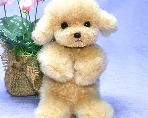 ティーカッププードル ぬいぐるみ 愛犬ギフト品にも【再販・受注