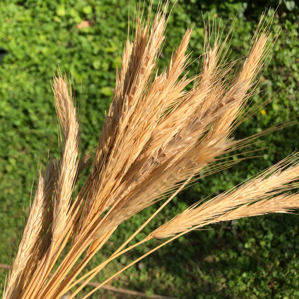 ライ麦の種つき穂　50g （無農薬） 1枚目の画像