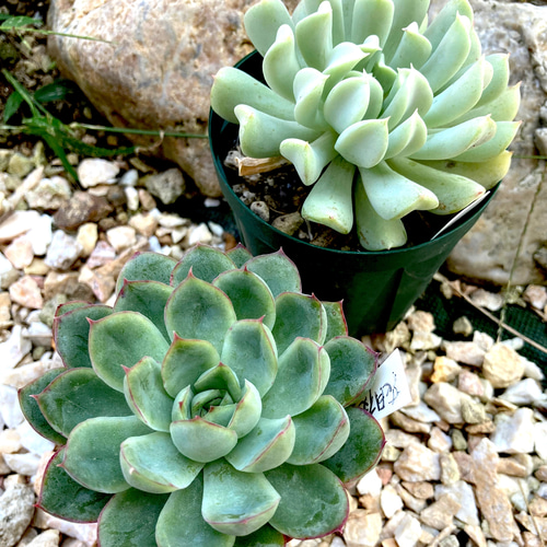 トップシータービー② カット苗エケベリア多肉植物