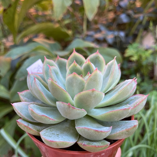 トップシータービー② カット苗エケベリア多肉植物
