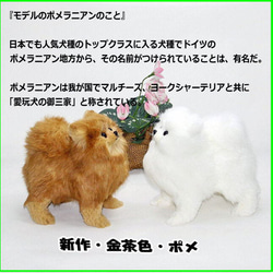 ポメラニアン 新色ゴールドブラウン ぬいぐるみ フエルト製品ではない　愛犬ギフト品にも【再販・受注制作 6枚目の画像