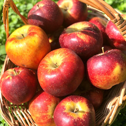 【期間限定】農薬不使用りんご使用　果樹園が作った干しりんご5個セット《送料無料》 5枚目の画像