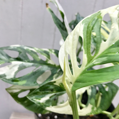 葉数多め♡ ハーフムーン マドカズラ 斑入り Monstera adansonii
