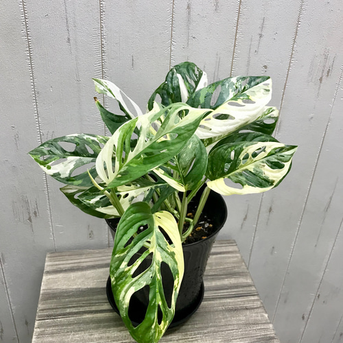 葉数多め♡ ハーフムーン マドカズラ 斑入り Monstera adansonii