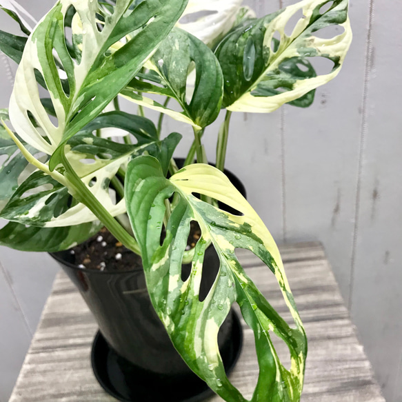 葉数多め♡  ハーフムーン マドカズラ 斑入り Monstera adansonii モンステラ アダンソニー  6号 11枚目の画像