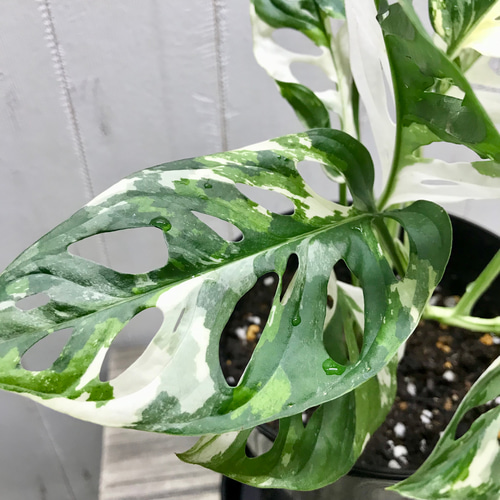 葉数多め♡ ハーフムーン マドカズラ 斑入り Monstera adansonii