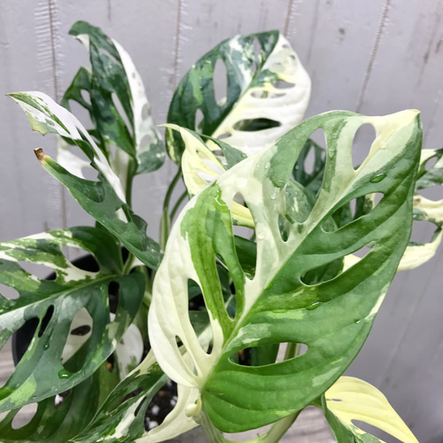 マドカズラ 斑入り No.35 【Monstera モンステラ】 大株6本程度 マドカズラ 斑入り No.35 【Monstera モンステラ】 大株6本程度