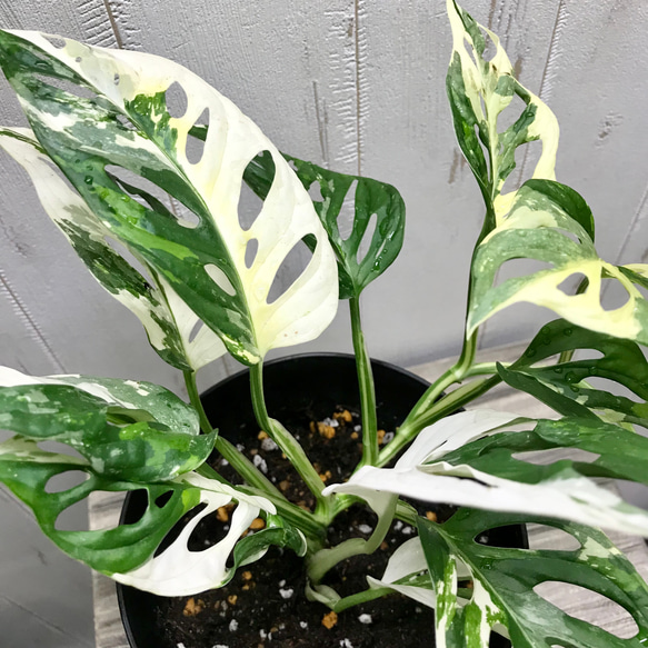 葉数多め♡  ハーフムーン マドカズラ 斑入り Monstera adansonii モンステラ アダンソニー  6号 16枚目の画像