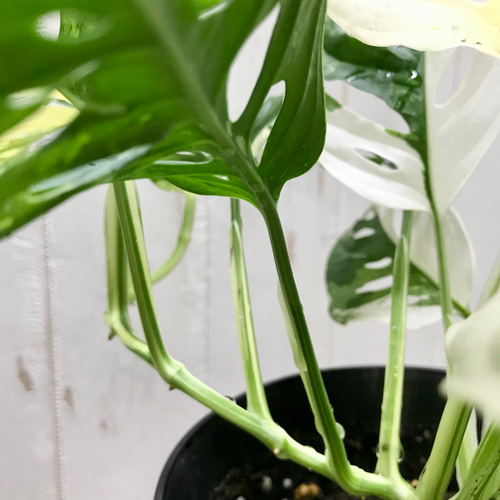 マドカズラ　ハーフムーン　斑入り 極斑良個体 ハーフムーン マドカズラ 斑入り Monstera adansonii