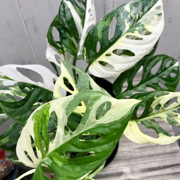 葉数多め♡  ハーフムーン マドカズラ 斑入り Monstera adansonii モンステラ アダンソニー  6号 15枚目の画像