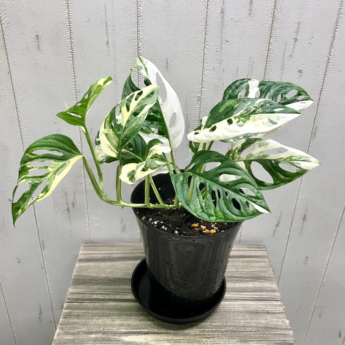 葉数多め♡ ハーフムーン マドカズラ 斑入り Monstera adansonii 葉数多め♡ ハーフムーン マドカズラ 斑入り Monstera adansonii